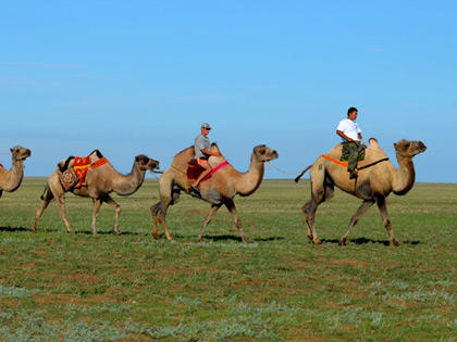One day with camels