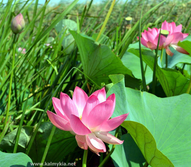 Floraison des lotus